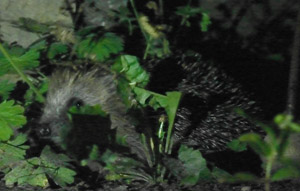 Hedgehog, hiding behind some plants