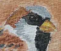 Closeup of watercolor of a sparrow